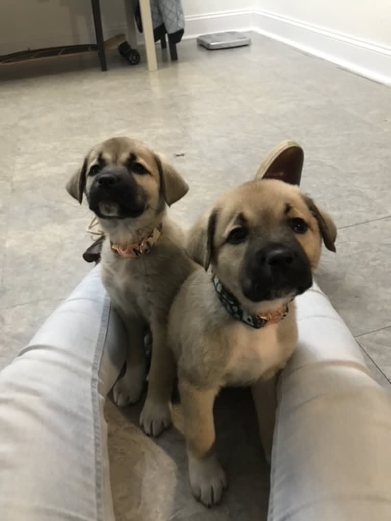 Fisher, an Anatolian Shepherd Dog tested with EmbarkVet.com