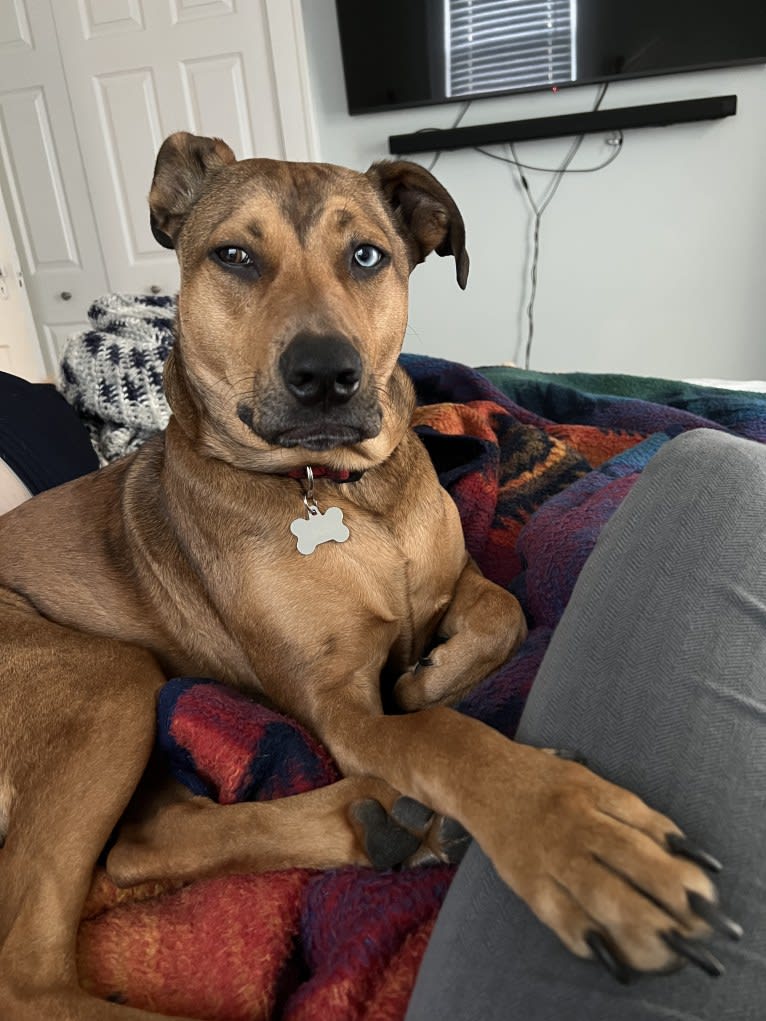 Walker, an American Pit Bull Terrier and Rottweiler mix tested with EmbarkVet.com