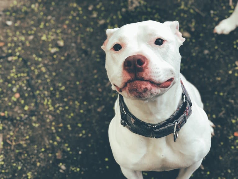 Nina, an American Bulldog and American Pit Bull Terrier mix tested with EmbarkVet.com