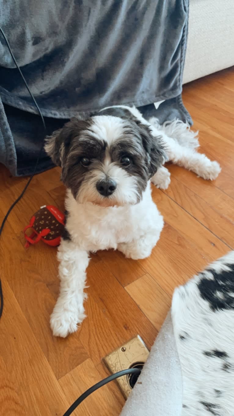 Walter, a Lhasa Apso tested with EmbarkVet.com