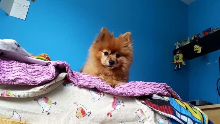 Zeke, a Pomeranian tested with EmbarkVet.com