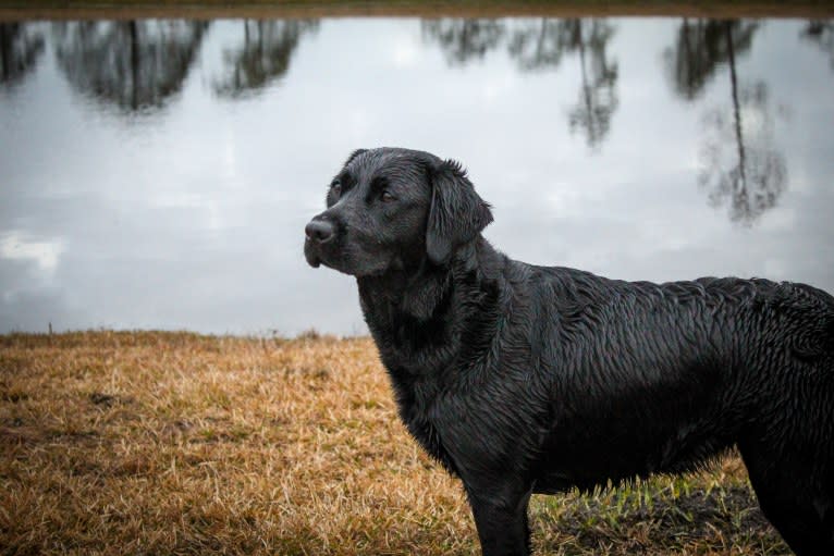 River, a Labrador Retriever tested with EmbarkVet.com