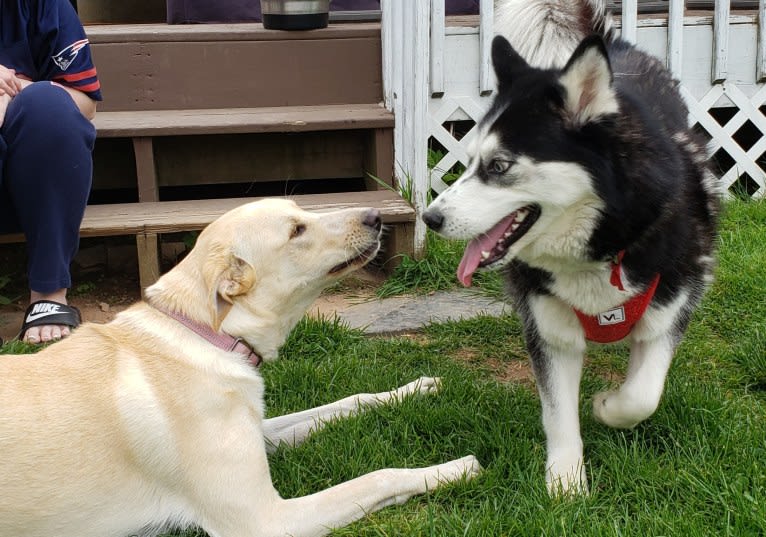 Charlie Allie, a Great Pyrenees and American Pit Bull Terrier mix tested with EmbarkVet.com