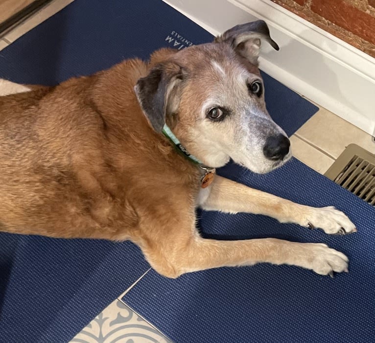 Bear, an Australian Cattle Dog and German Shepherd Dog mix tested with EmbarkVet.com