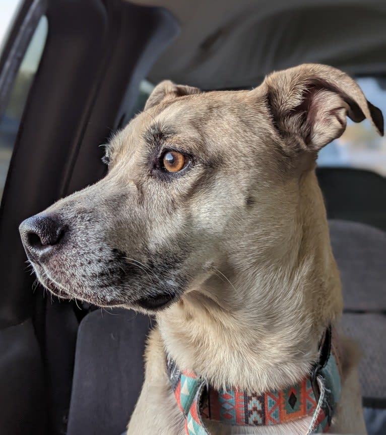 Duke, an American Pit Bull Terrier and Mountain Cur mix tested with EmbarkVet.com