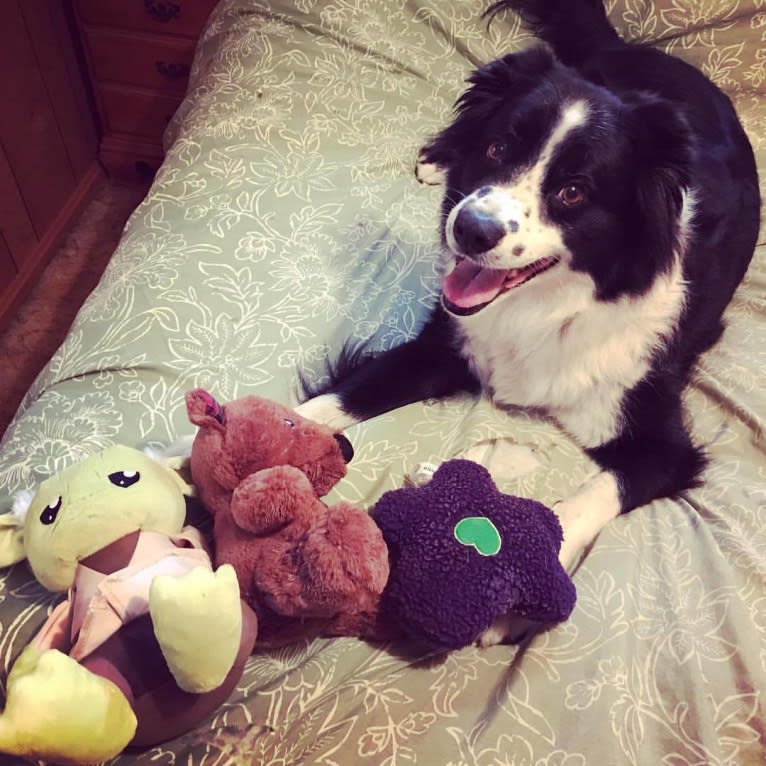 Apollo, a Border Collie and Australian Shepherd mix tested with EmbarkVet.com