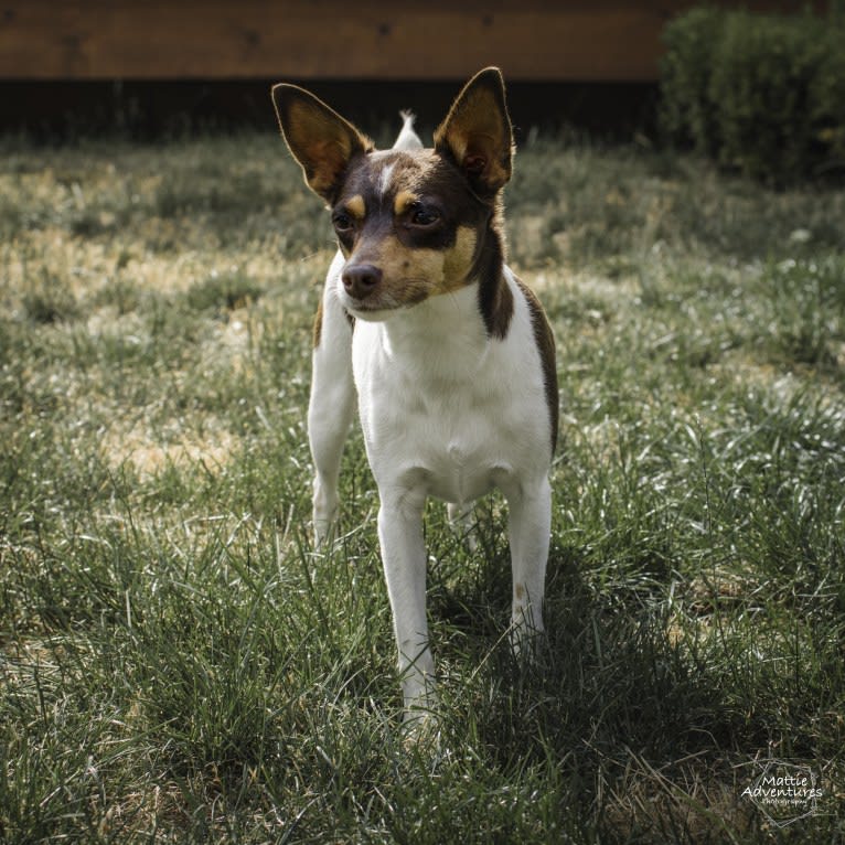 Pete, a Rat Terrier tested with EmbarkVet.com