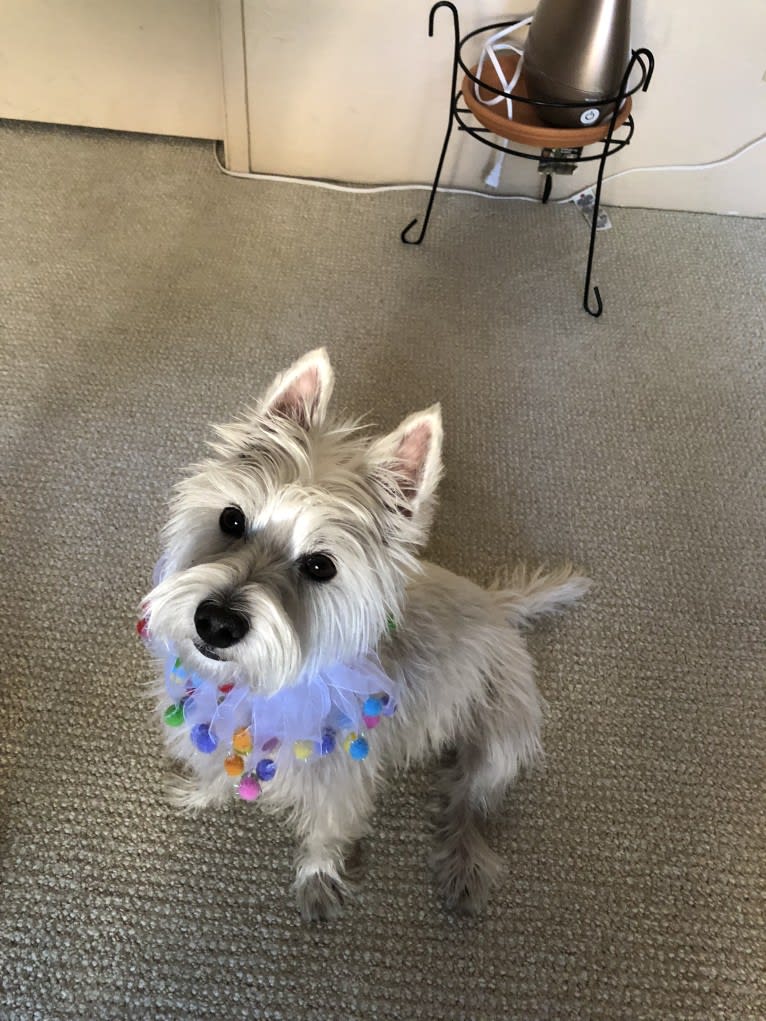 Izzi, a West Highland White Terrier tested with EmbarkVet.com