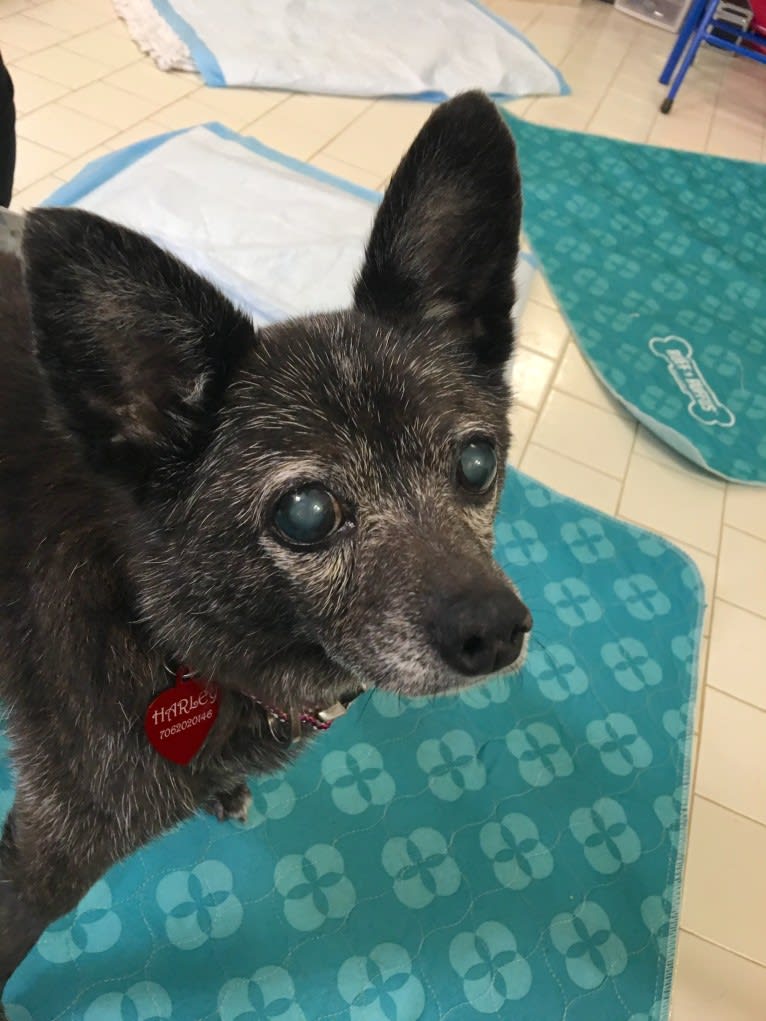 Harley, a Chihuahua and Rat Terrier mix tested with EmbarkVet.com