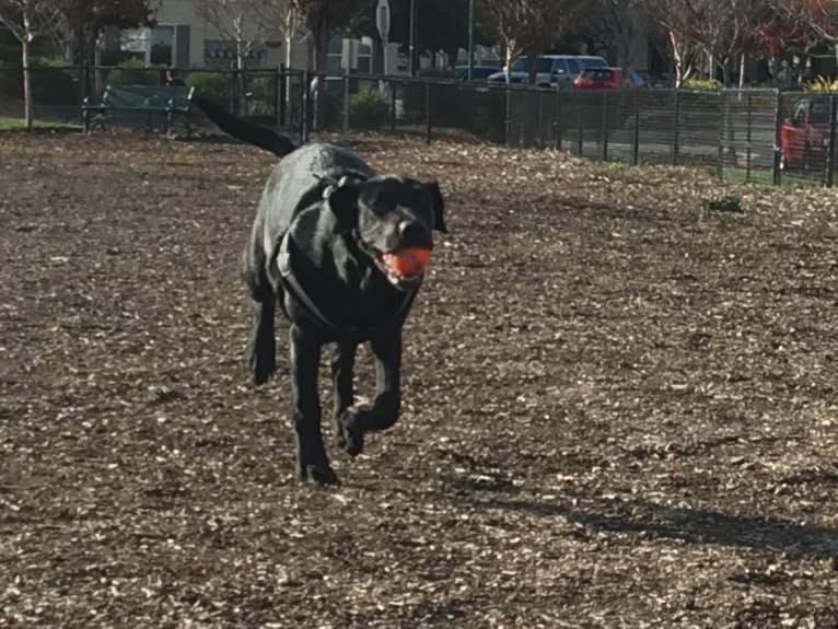 Lucy, a Labrador Retriever tested with EmbarkVet.com