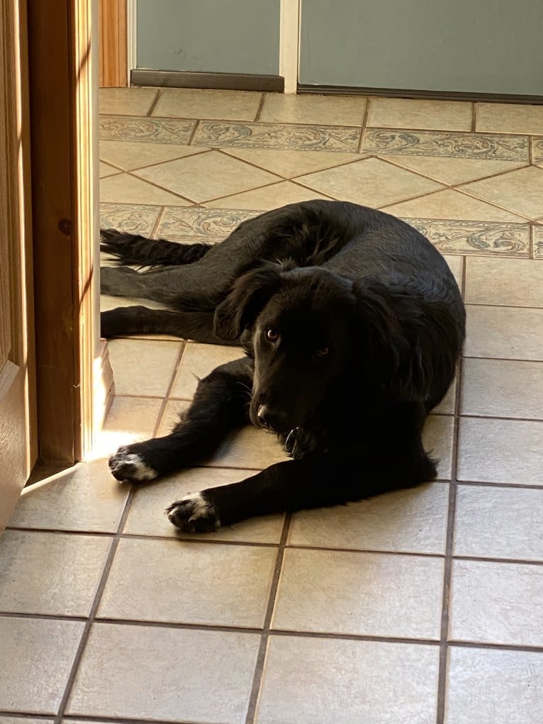 Care Bear Ross, a Labrador Retriever and Australian Cattle Dog mix tested with EmbarkVet.com