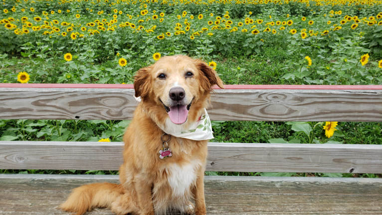 Roxy, a Chow Chow and American Pit Bull Terrier mix tested with EmbarkVet.com