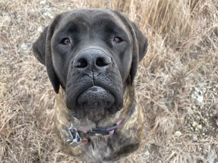 Calliope Jo Prudence Plein, a Mastiff tested with EmbarkVet.com