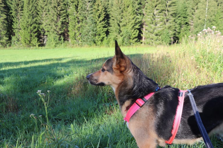 Poju, a Central Asian Village Dog tested with EmbarkVet.com
