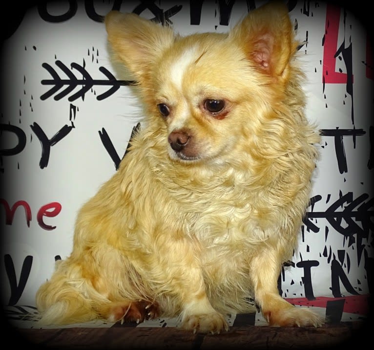 Nougat, a Chihuahua tested with EmbarkVet.com