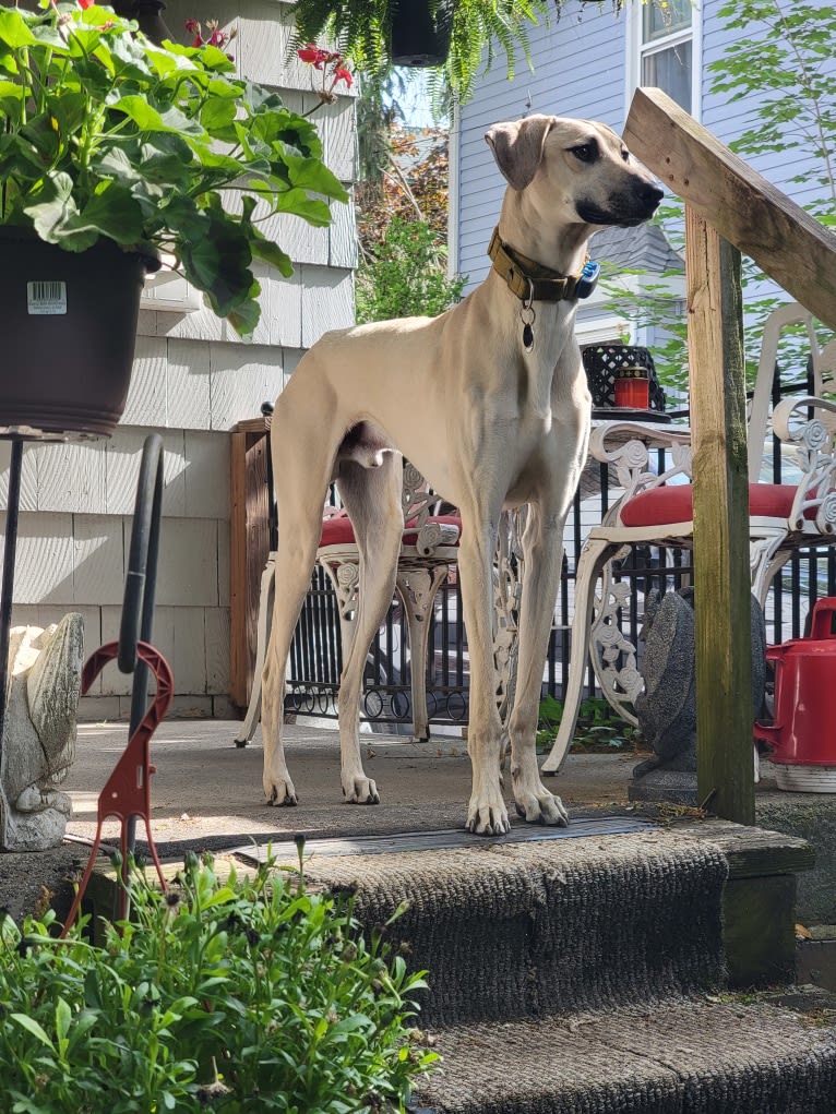 Roman, a Sloughi tested with EmbarkVet.com