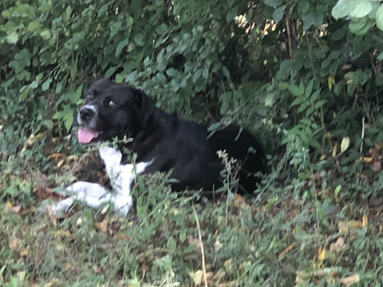 Volibear, an American Pit Bull Terrier and Labrador Retriever mix tested with EmbarkVet.com