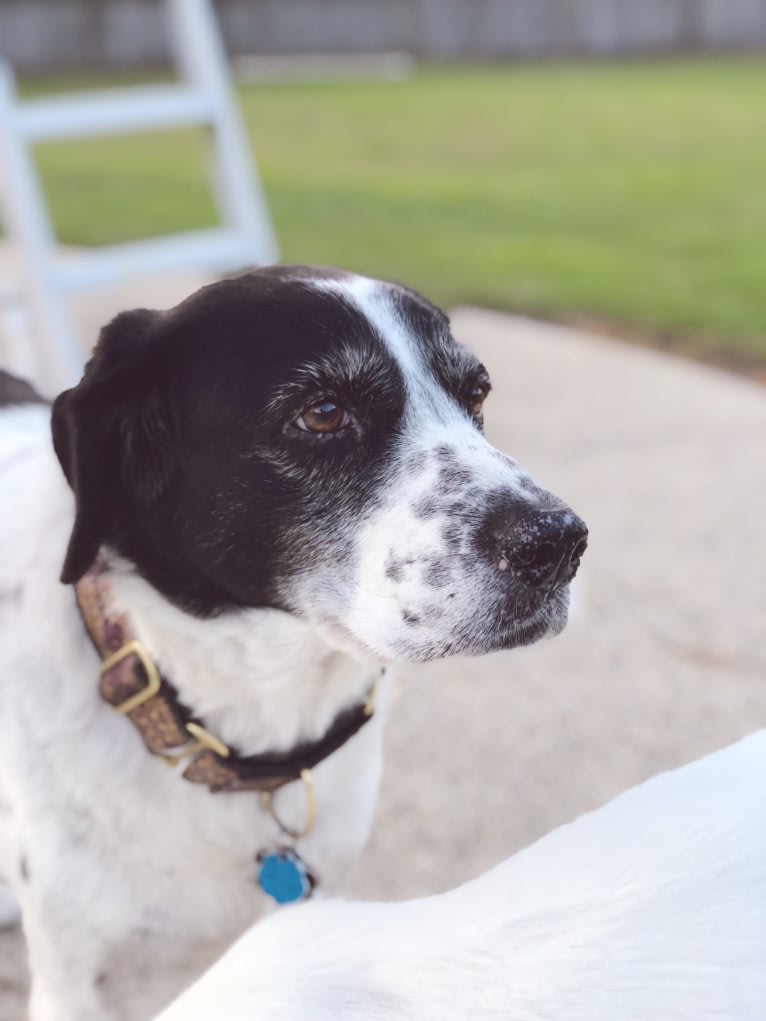 Sheba, a Labrador Retriever and Great Pyrenees mix tested with EmbarkVet.com