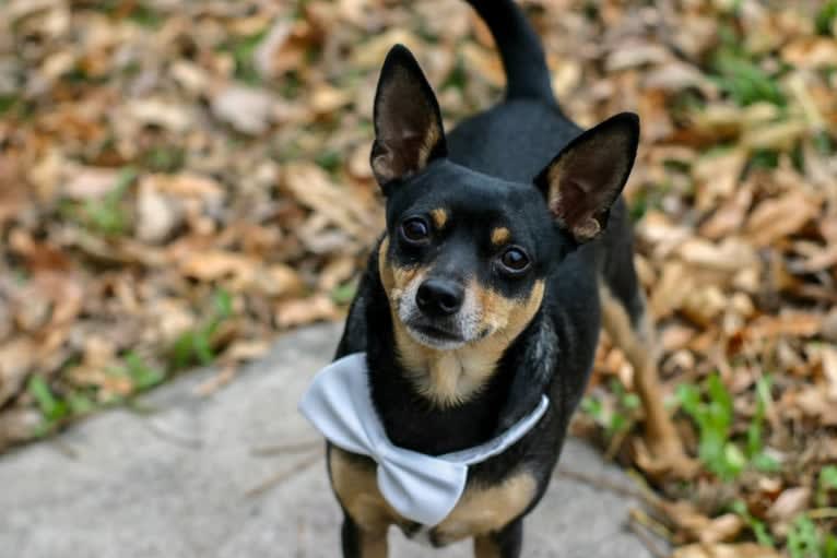 Petey, a Miniature Pinscher and Chihuahua mix tested with EmbarkVet.com