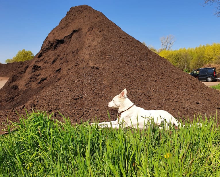 Suri, a Canaan Dog tested with EmbarkVet.com