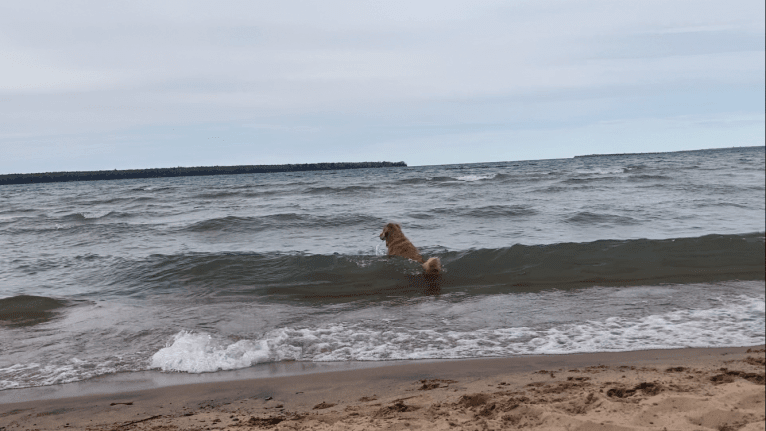 Timber “Gross Manor’s I’ll Be The One You Won’t Forget”, a Golden Retriever tested with EmbarkVet.com