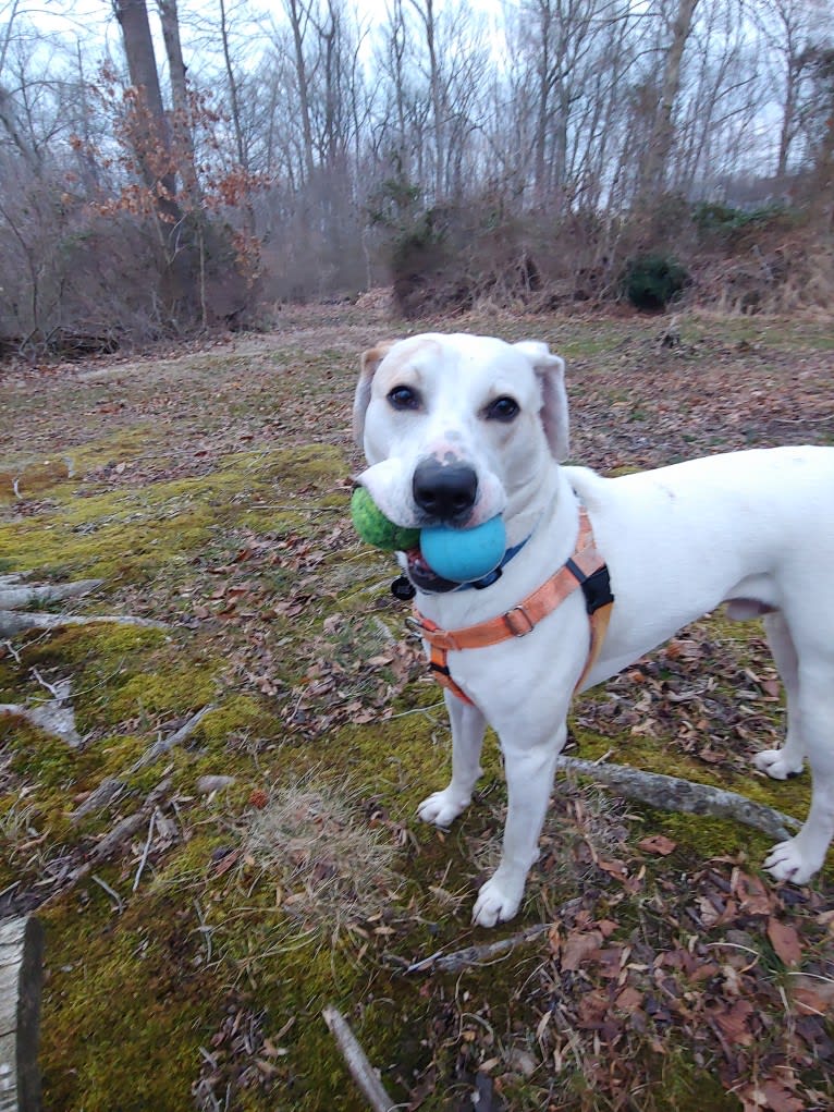 Patch, an American Pit Bull Terrier and Boxer mix tested with EmbarkVet.com