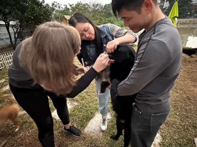 Mao, a Vietnamese Village Dog tested with EmbarkVet.com
