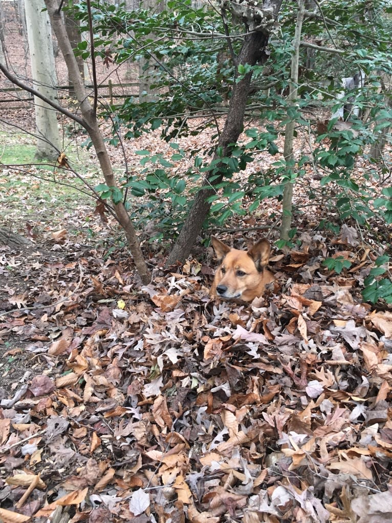 Scotchie, a Siberian Husky and German Shepherd Dog mix tested with EmbarkVet.com