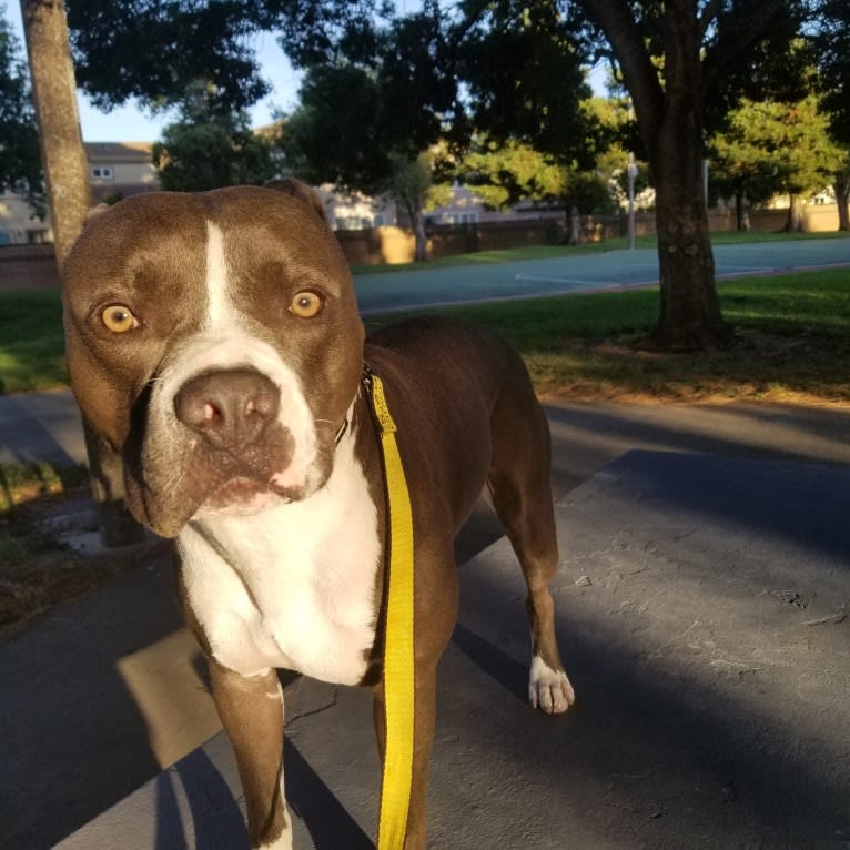 MaSiWei, an American Bully tested with EmbarkVet.com