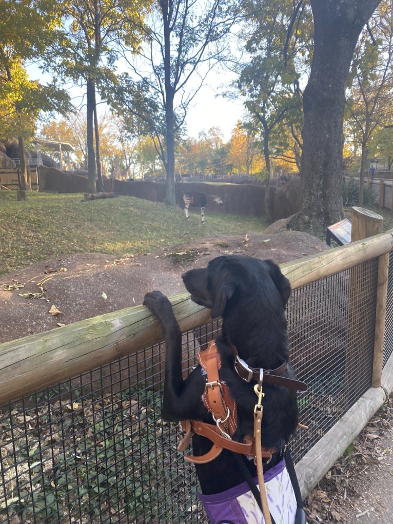 Curiosity Blue, a Labrador Retriever and Australian Shepherd mix tested with EmbarkVet.com