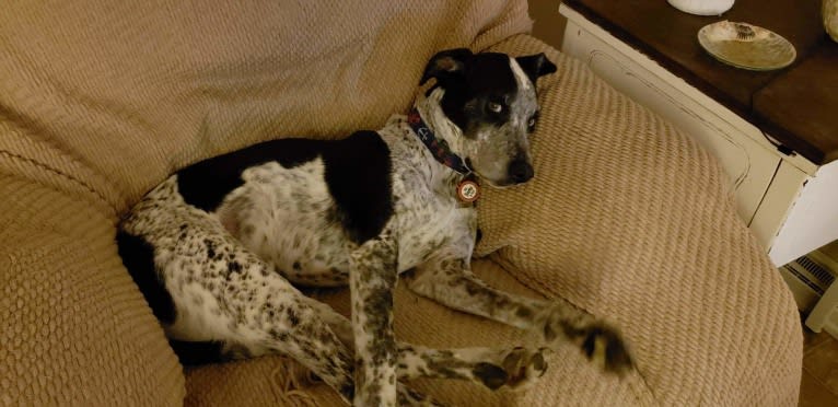 Max, a Border Collie and Pointer mix tested with EmbarkVet.com