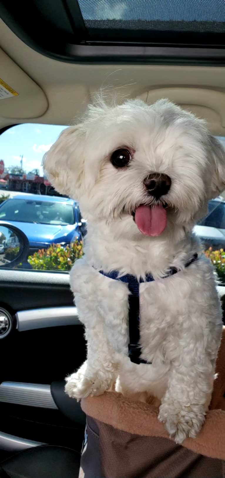 Franklin, a Maltese and Poodle (Small) mix tested with EmbarkVet.com