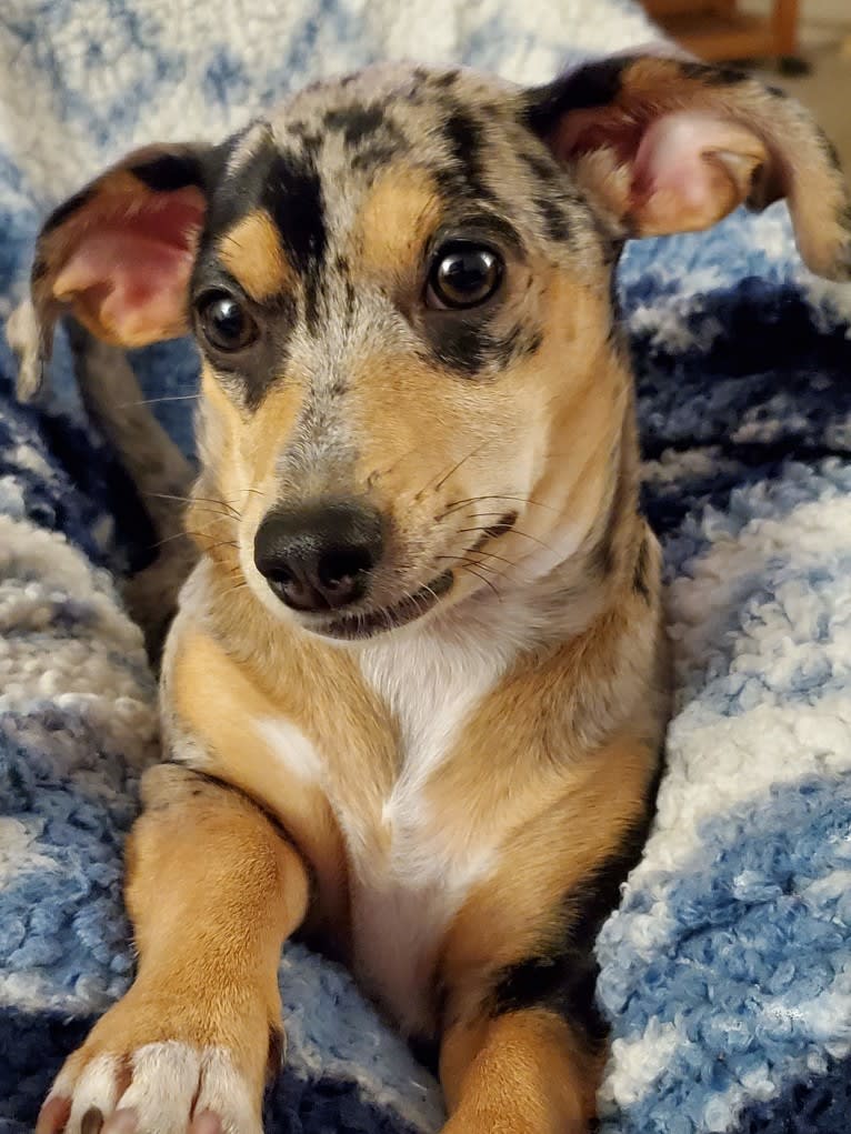 Penny, a Chihuahua and Dachshund mix tested with EmbarkVet.com