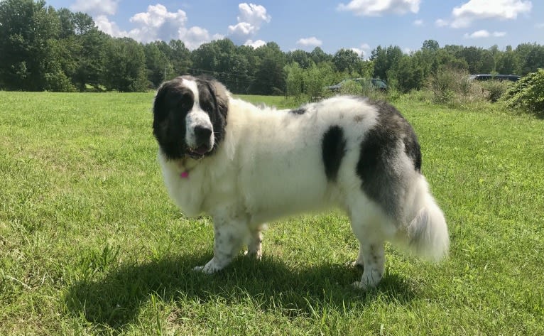 Caterina, a Pyrenean Mastiff tested with EmbarkVet.com