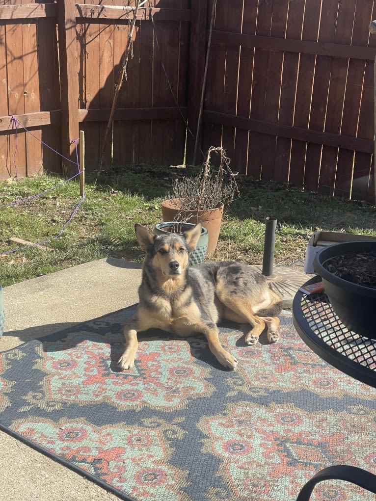 Cosmo, a Siberian Husky and German Shepherd Dog mix tested with EmbarkVet.com