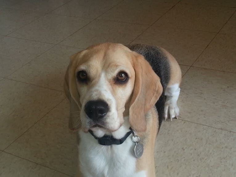 Louis, a Beagle tested with EmbarkVet.com