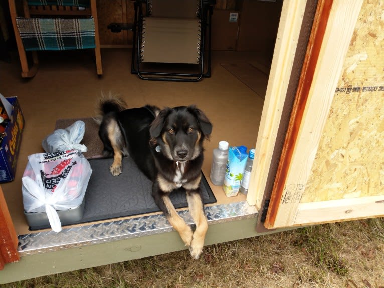 Kozy (the Magnificent), a Chow Chow and German Shepherd Dog mix tested with EmbarkVet.com