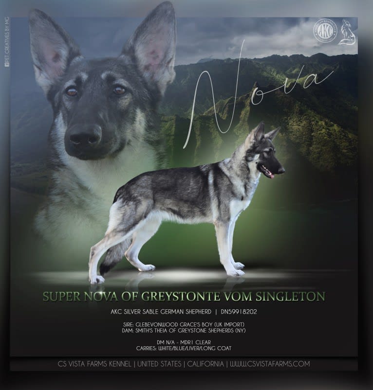 Nova, a German Shepherd Dog tested with EmbarkVet.com