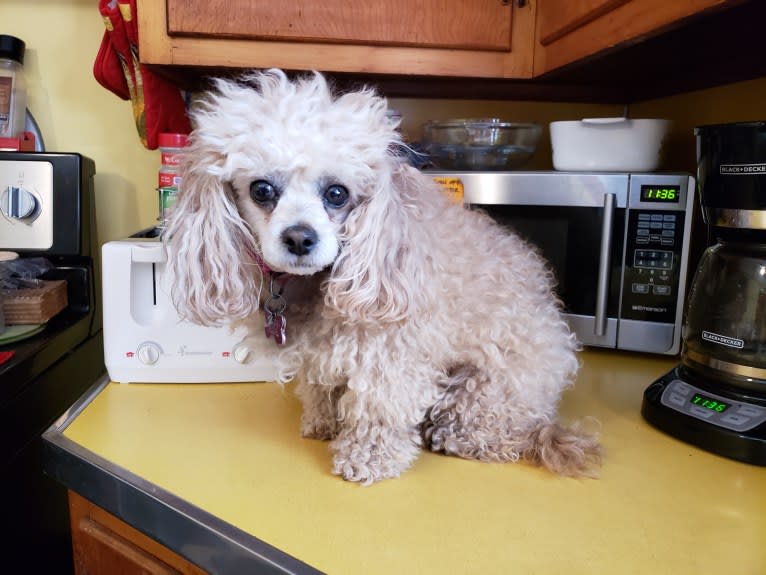 Phoebe, a Poodle (Small) and Shih Tzu mix tested with EmbarkVet.com