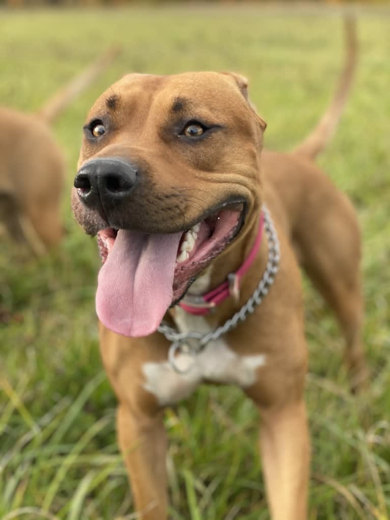 Xena “Zee”, an American Bully and American Pit Bull Terrier mix tested with EmbarkVet.com