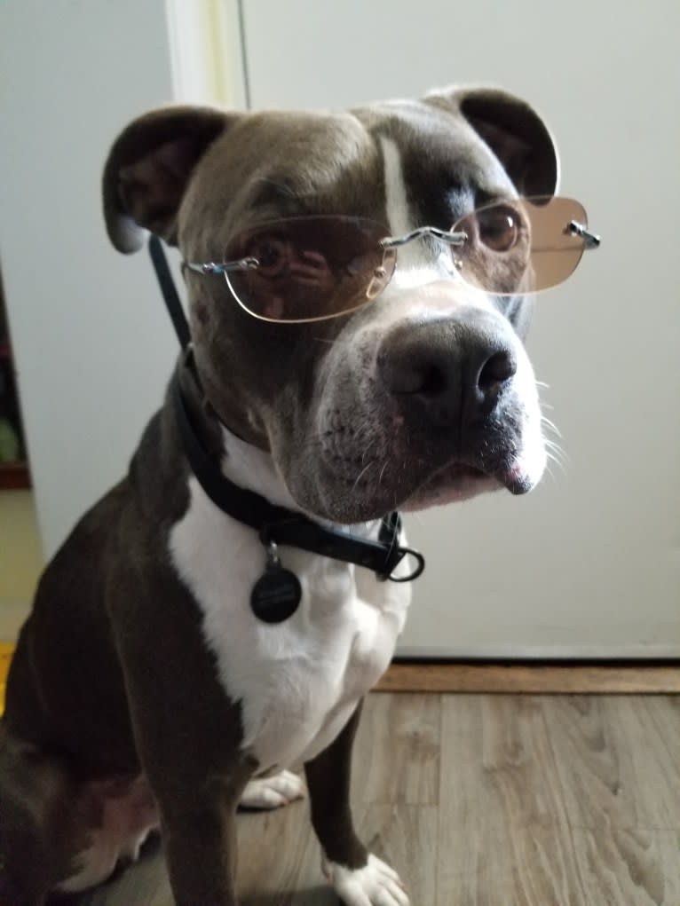 MaSiWei, an American Bully tested with EmbarkVet.com
