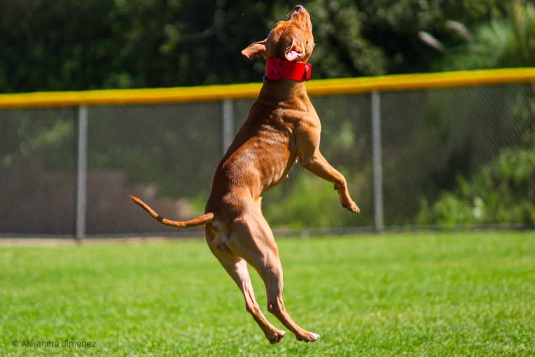 Revy, an American Pit Bull Terrier tested with EmbarkVet.com