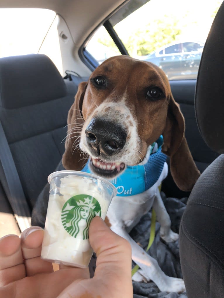 Roxy, a Treeing Walker Coonhound tested with EmbarkVet.com