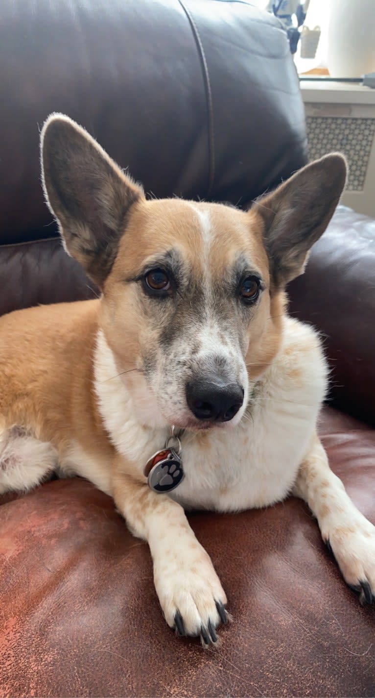 Toby, a Pembroke Welsh Corgi and Australian Cattle Dog mix tested with EmbarkVet.com