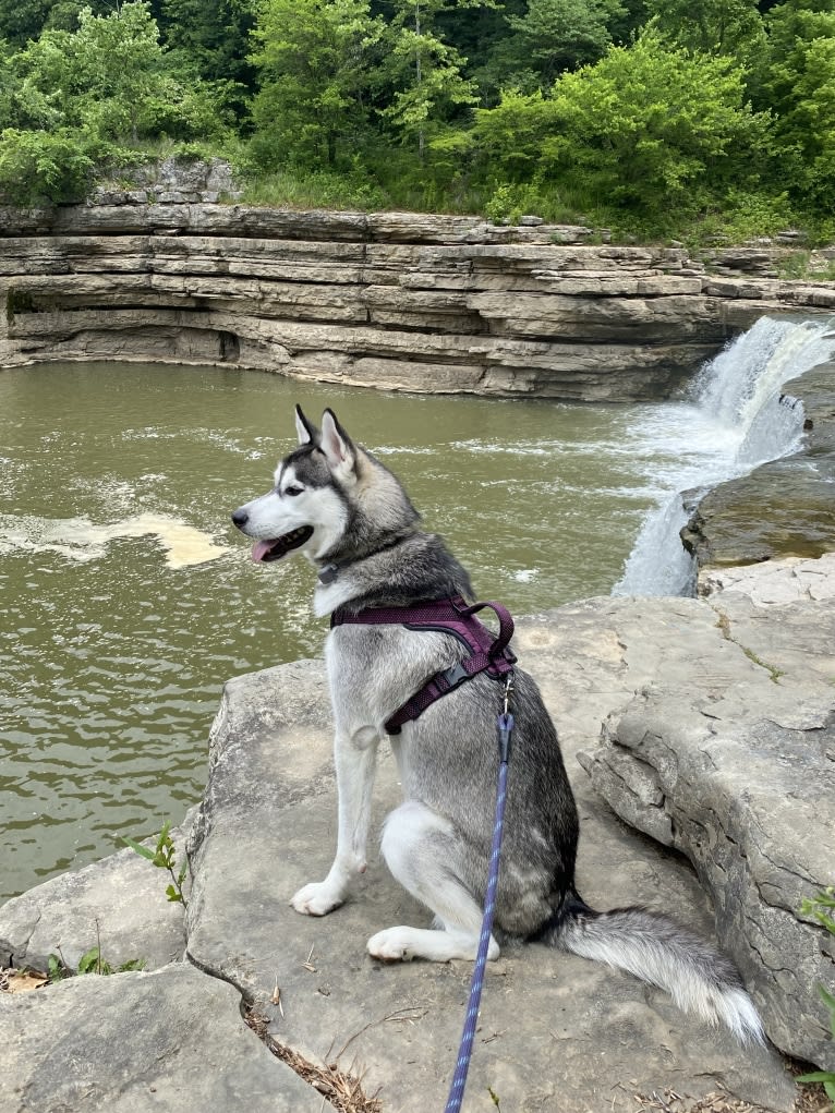 Storm, a Siberian Husky and American Pit Bull Terrier mix tested with EmbarkVet.com