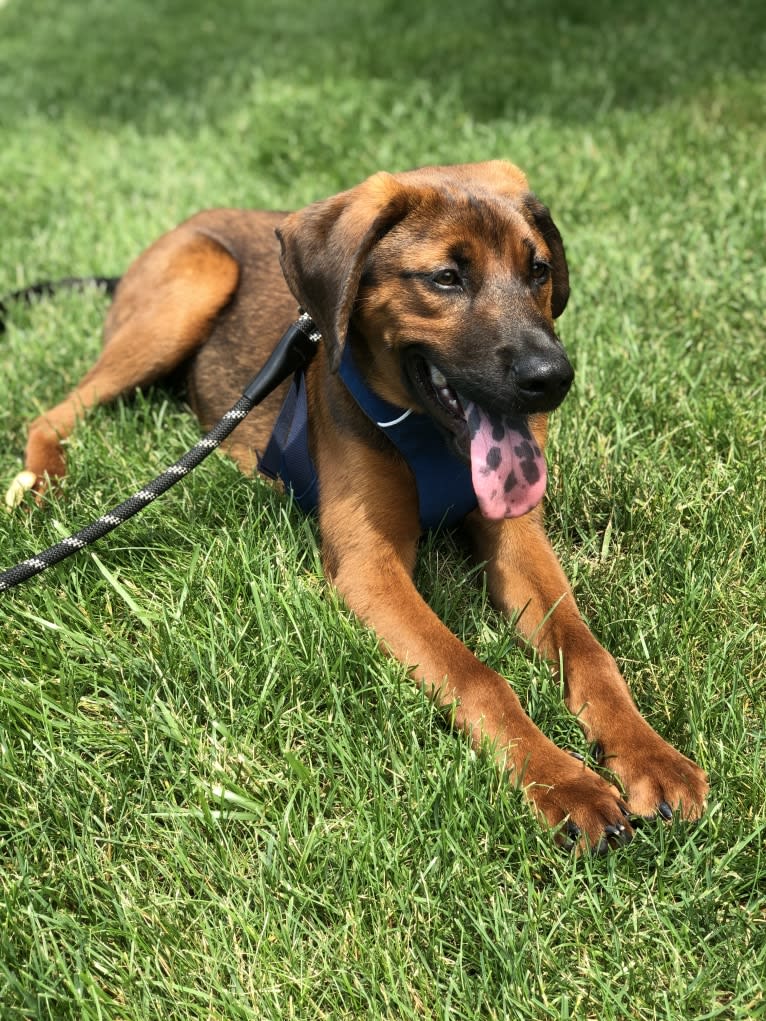 Baxter, a Treeing Walker Coonhound and Chow Chow mix tested with EmbarkVet.com