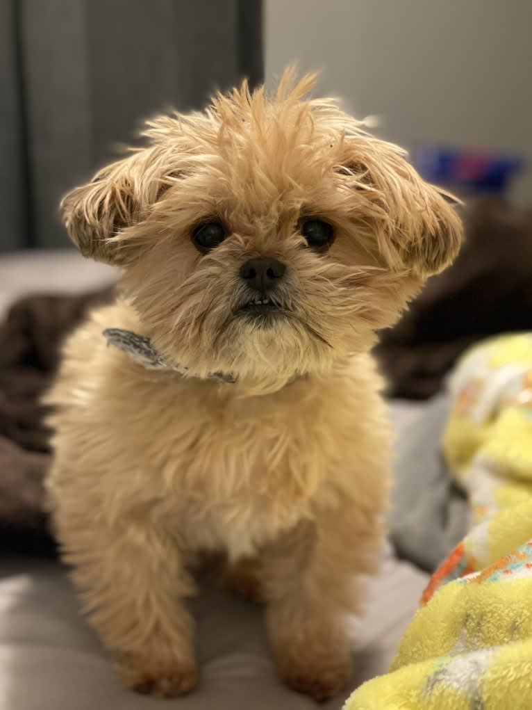 Buddy, a Yorkshire Terrier and Shih Tzu mix tested with EmbarkVet.com