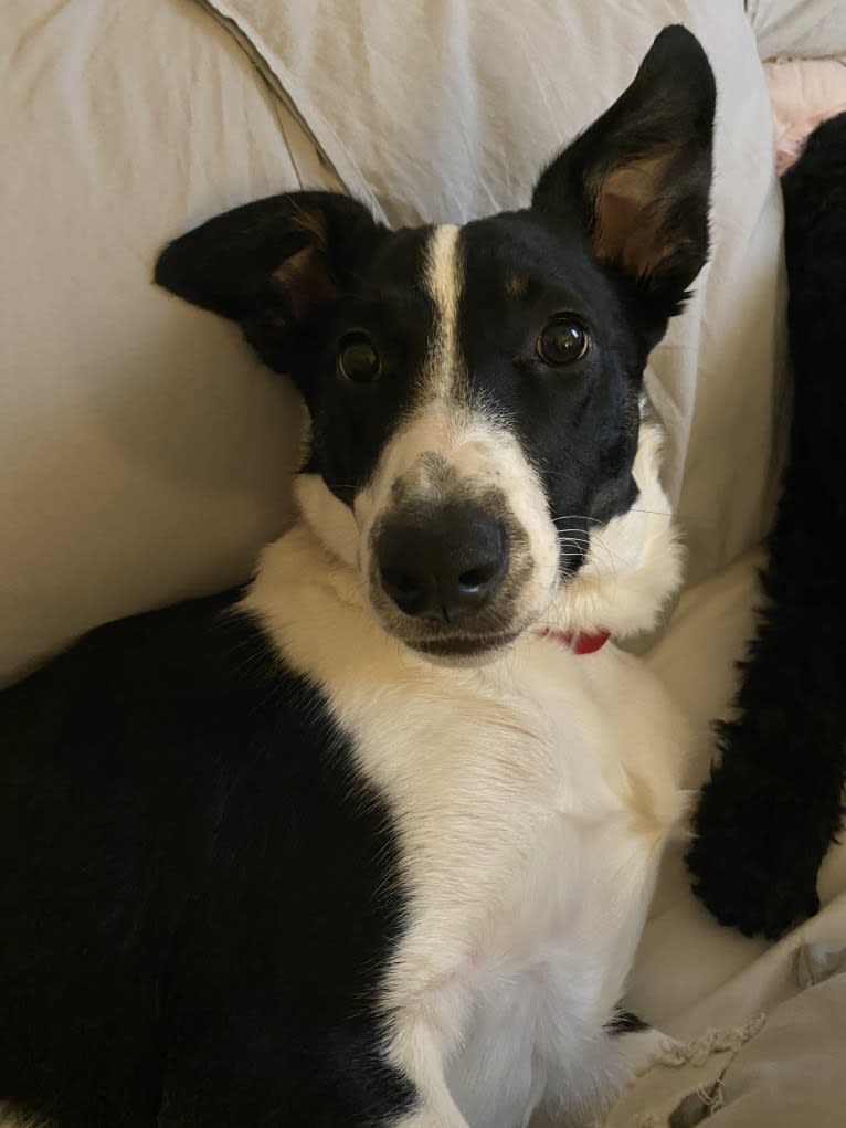 Ollie, a Collie and English Shepherd mix tested with EmbarkVet.com