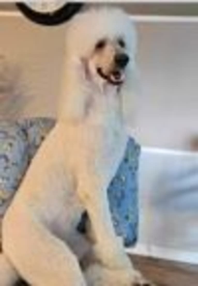 Gypsy, a Poodle (Standard) tested with EmbarkVet.com