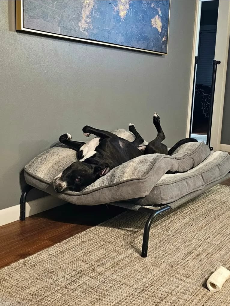 Luna, an American Pit Bull Terrier tested with EmbarkVet.com